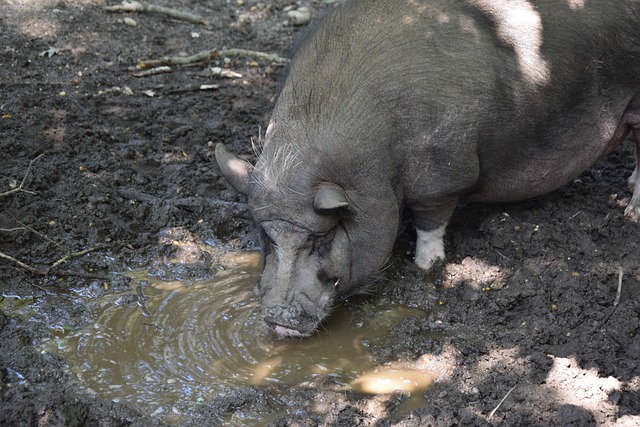 了职业运动 了职业运动